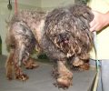 Άνω Λιόσια: Βρήκαν τον σκύλο εξαθλιωμένο - κλειδωμένο μέσα στο σπίτι της νεκρής συλλέκτριας